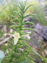 Chloanthes stoechadis