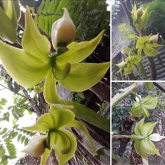 Cycnoches
