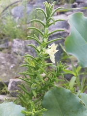 Chloanthes stoechadis