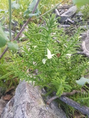 Chloanthes stoechadis