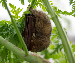 Lasiurus blossevillii