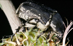 Protaetia oblonga