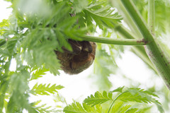 Lasiurus blossevillii