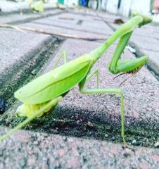 Stagmomantis theophila