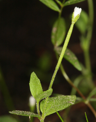 Epilobium howellii