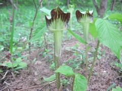 Arisaema triphyllum