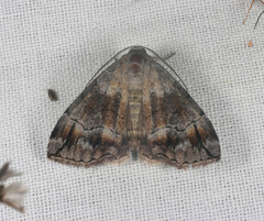 Dysbatus stenodesma