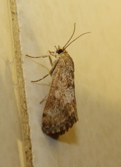 Tegostoma comparalis