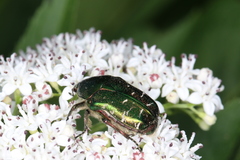 Cetonia aurata