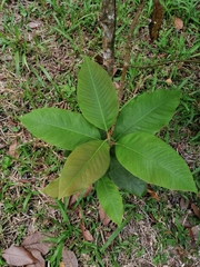 Magnolia sororum