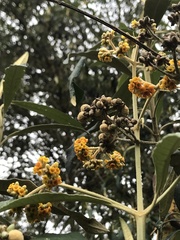 Buddleja incana
