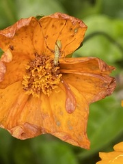 Tagetes lunulata