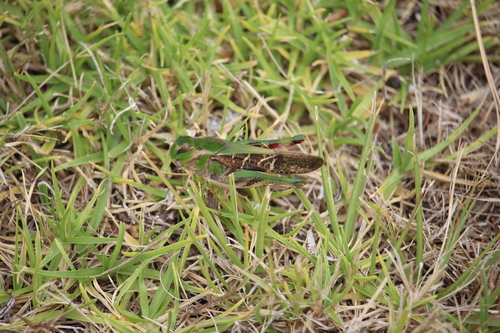 Australian Yellow-winged Locust photo 2
