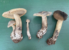 Sarcodon atroviridis