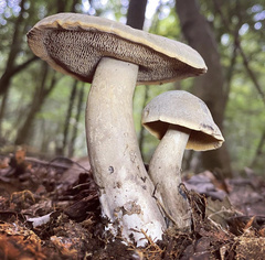 Sarcodon atroviridis