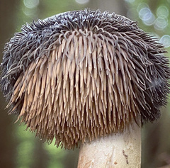 Sarcodon atroviridis