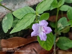 Ruellia repens
