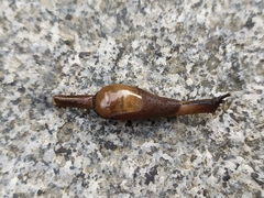 Ostracolethinae