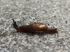 Ostracolethinae