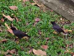 Acridotheres javanicus