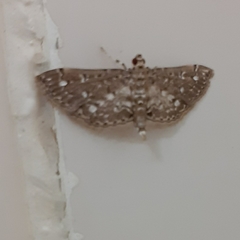 Metoeca nymphulalis
