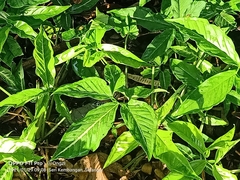 Syngonium angustatum