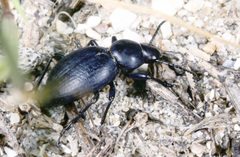 Tentyria mucronata