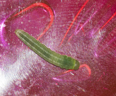 Tenthredopsis friesei