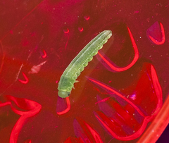 Tenthredopsis friesei