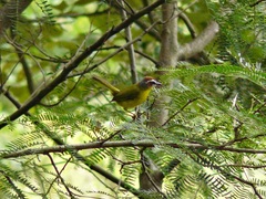 Basileuterus delattrii