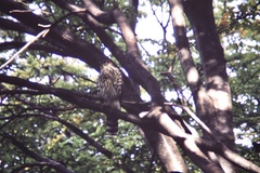Accipiter chilensis