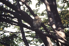 Accipiter chilensis