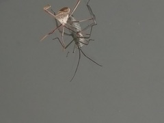 Acanthocephala declivis