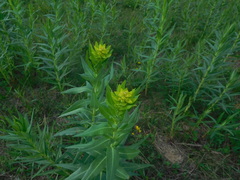 Euphorbia lucida