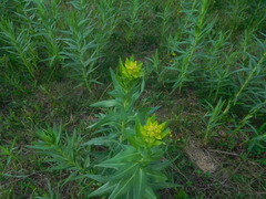 Euphorbia lucida