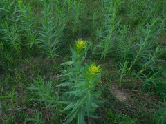 Euphorbia lucida