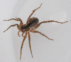 Pardosa milvina