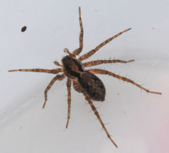 Pardosa milvina