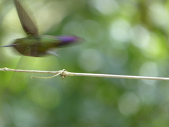 Ramphomicron microrhynchum