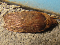 Agonopterix multiplicella