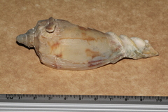 Amoria hunteri