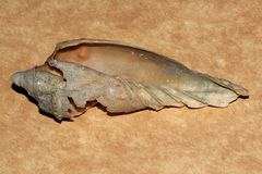 Amoria hunteri