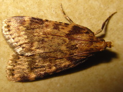 Aglossa dimidiatus