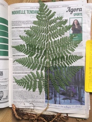 Dryopteris campyloptera