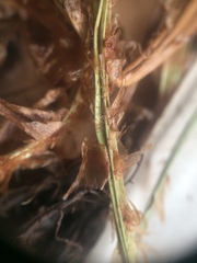 Dryopteris campyloptera