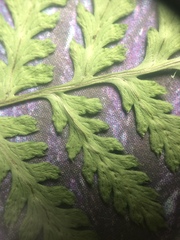 Dryopteris campyloptera