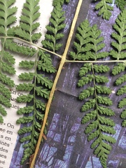 Dryopteris campyloptera