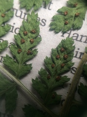 Dryopteris campyloptera