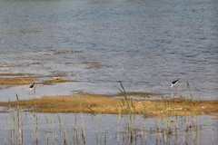 Himantopus himantopus