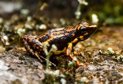 Epipedobates darwinwallacei